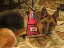 How sweet and loyal is this?  Seizure service dog present